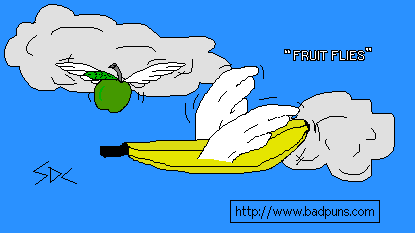 Fruit Flys